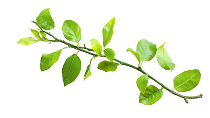 Obraz premium Lemon tree branch isolated on transparent background, PNG file