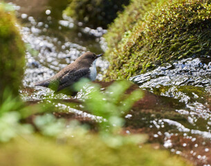 White throated dipper in a river