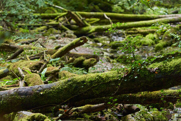 River through the forest