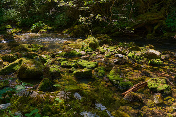 River through the forest