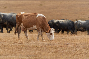 Domestic buffalo and cows in a herd