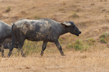 Domestic buffalo and cows in a herd