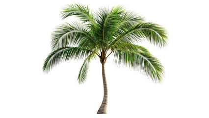 Palm tree with long fronds isolated on transparent background, PNG file