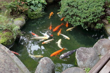 中庭の錦鯉