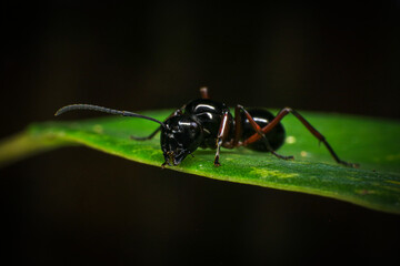 black ant on green leaf, close up of black ant on green leaf