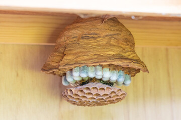 蜂の巣　