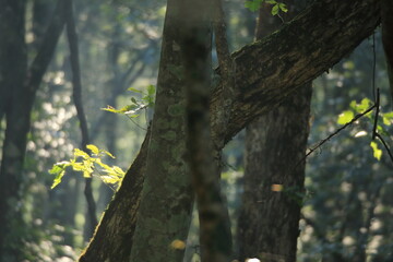 美しい緑が広がる鳥取県の伯耆大山のブナ林