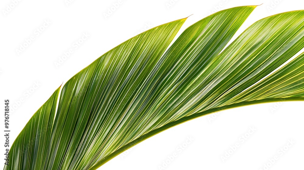 Wall mural Palm Leaf Close Up