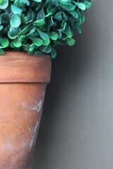 closeup of boxwood plant in terracotta pot