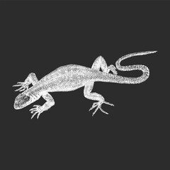 Lizard, vintage hand drawn sketch in vector