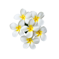 Naklejka premium Beautiful white and yellow tropical flowers on a dark background