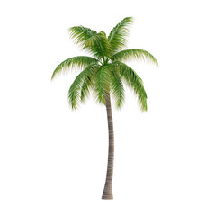 Realistic palm tree illustration with green leaves on a black background