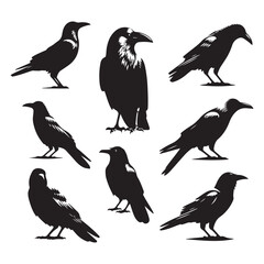 Fototapeta premium Set of crow silhouette vector on a white background