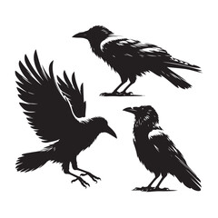 Fototapeta premium Set of crow silhouette vector on a white background