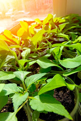 Young petunia sprouts growing on a windowsill. Close-up, vertical photo.