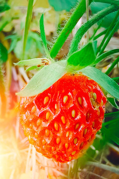 One red conically rounded small strawberry on a stem, against a green background of bush leaves in the garden