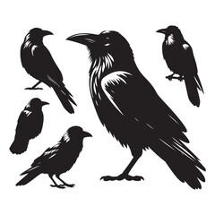 Obraz premium Set of crow silhouette vector on a white background