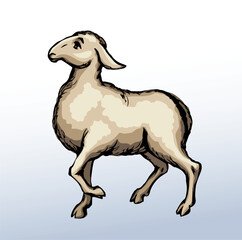 Vector drawing. Cute small sheep