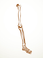 Vector drawing. Bones of the leg