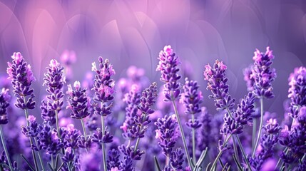 Fototapeta premium Beautiful lavender flowers in bloom against a soft nature background for website banner design