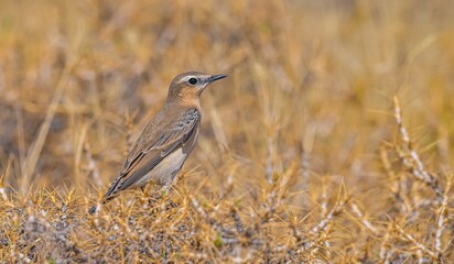 Northern Wheatear (Oenanthe oenanthe) is a common songbird in Asia, Europe, America and Africa. It lives in open and stony areas.