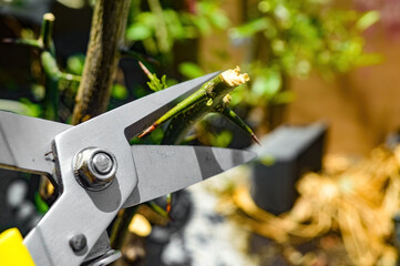 Close up of pruning shears trimming a thorny plant with precision, focused on gardening maintenance
