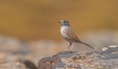 Spectacled Warbler (Sylvia conspicillata) lives in the region near the summit of Karacadağ, which spreads across the borders of Diyarbakır, Şanlıurfa and Mardin and has an altitude of 1957 meters.
