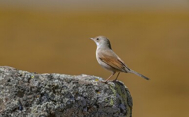 Fototapeta premium Spectacled Warbler (Sylvia conspicillata) lives in the region near the summit of Karacadağ, which spreads across the borders of Diyarbakır, Şanlıurfa and Mardin and has an altitude of 1957 meters.