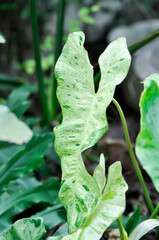 Paraiso Verde or Philodendron paraiso verde or verdant paradise or Philodendron paraiso