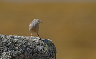 Spectacled Warbler (Sylvia conspicillata) lives in the region near the summit of Karacadağ, which...