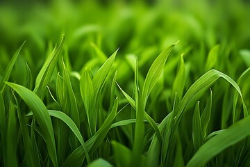 Obraz premium Close-up of Green Grass Blades