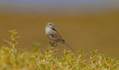 Spectacled Warbler (Sylvia conspicillata) lives in the region near the summit of Karacadağ, which spreads across the borders of Diyarbakır, Şanlıurfa and Mardin and has an altitude of 1957 meters.