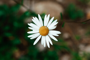 A close-up view of a blooming daisy surrounded by green foliage in a natural outdoor setting during daylight