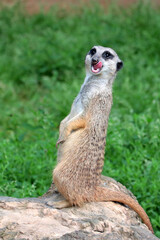 A vigilant meerkat guards its surroundings