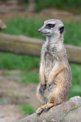 A vigilant meerkat guards its surroundings