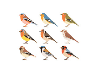 Set of birds vector illustration isolated on a white background 