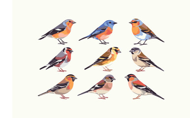 Set of birds vector illustration isolated on a white background 
