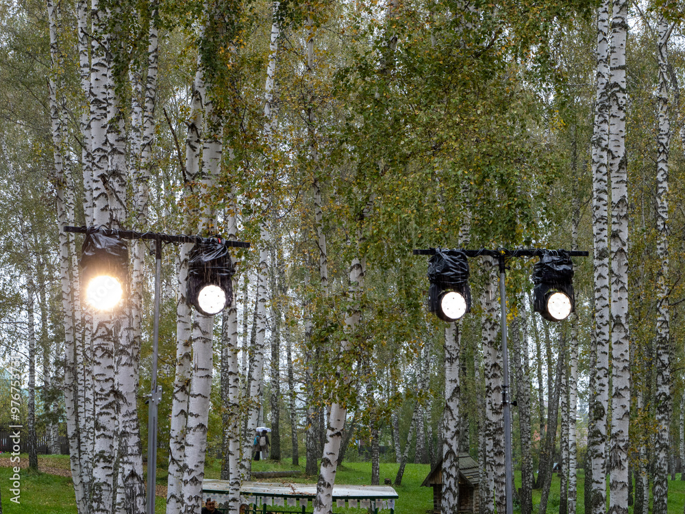 Poster a forest with lights on trees