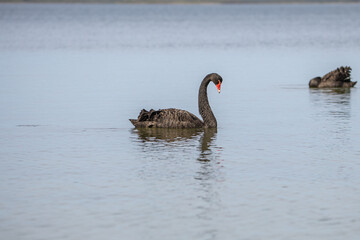 A Black Swan (Cygnus atratus) in the waters of the Gippsland Lakes, Australia.