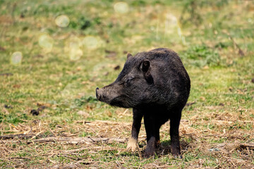 Also known as the wild pig.
