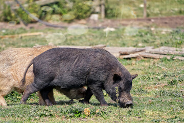 Also known as the wild pig.