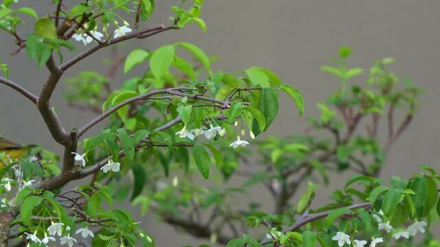Male olive-backed sunbird with iridescent plumage, perches on a branch of wrightia religiosa bonsai, and hop away, close up shot.