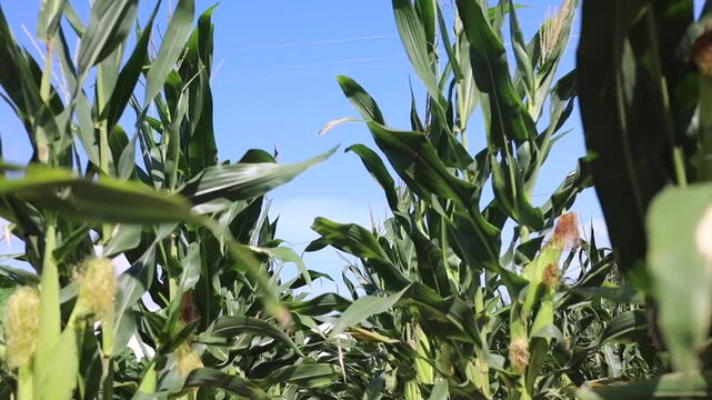 Corn plant in a Agriculture field very healthy and pest free.