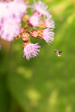 Tetragonula carbonaria is a&nbsp;stingless bee, endemic to the north-east coast of Australia. Its common name is sugarbag bee.