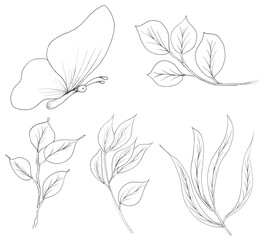 Graphic sketch leaves branch and butterfly illustration set, hand drawn liner clipart