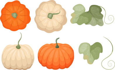 Vector pumpkins and leaves set illustration, graphic fall harvest vegetable clipart