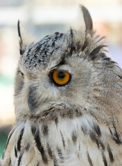 portrait of a bird of prey owl as background.