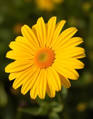 Obraz premium yellow flower closeup