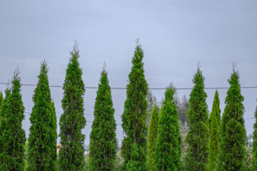 Wysokie thuje w żywopłocie, zadbany ogród w stylu wiedeńskim  © Paweł Kacperek