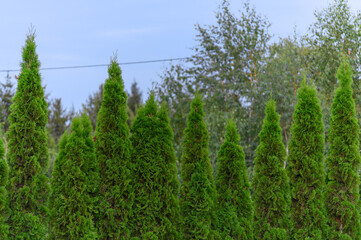 Piękny wiecznie zielony żywopłot z posadzonych w rzędzie tuuj, żywotnik wschodki © Paweł Kacperek